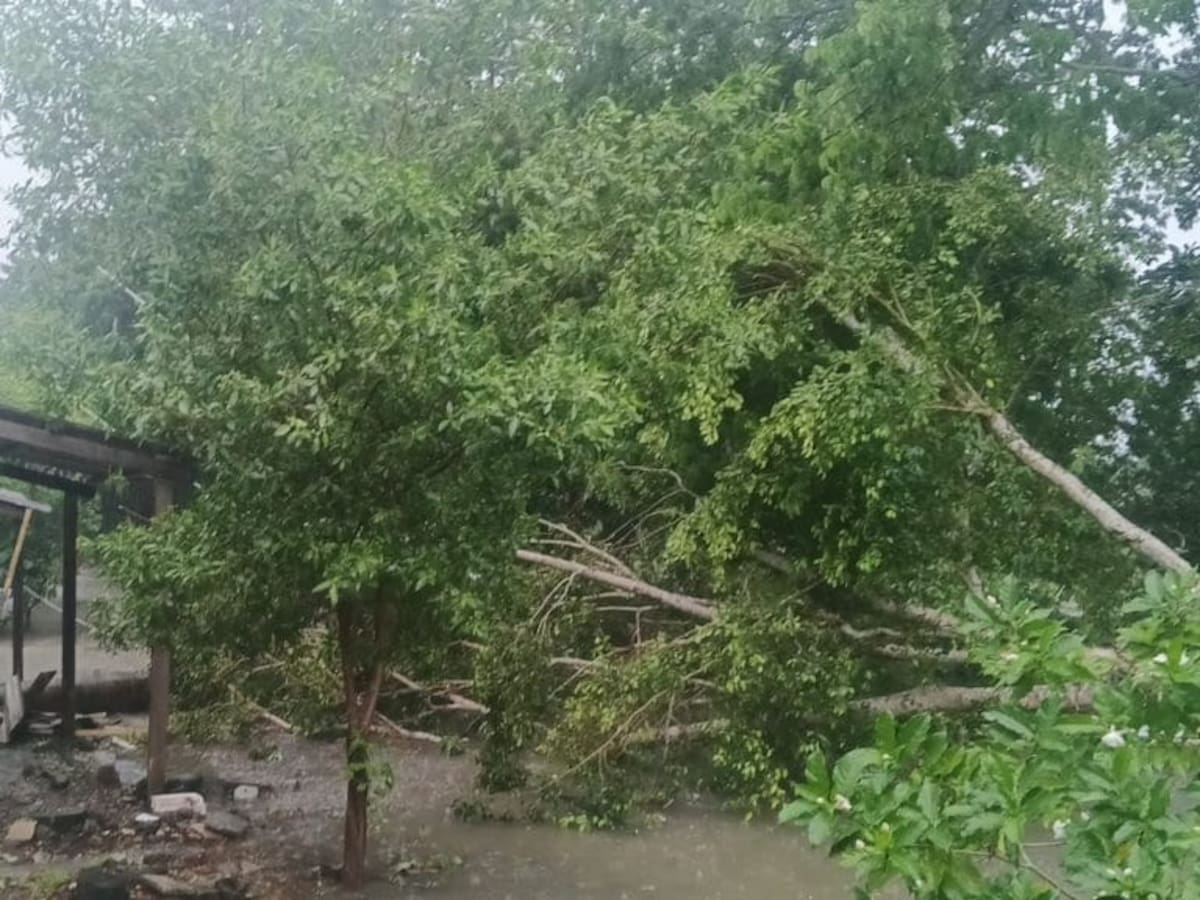 Lluvias generan emergencia en Montería: reportan caída de árboles y daños en redes eléctricas