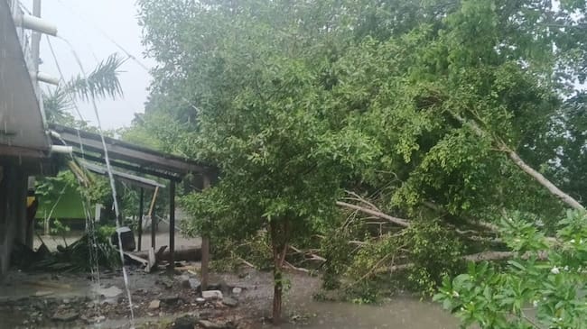 Fuertes lluvias generan emergencia en Montería: reportan caída de árboles y daños en infraestructura eléctrica. Foto: Afinia.