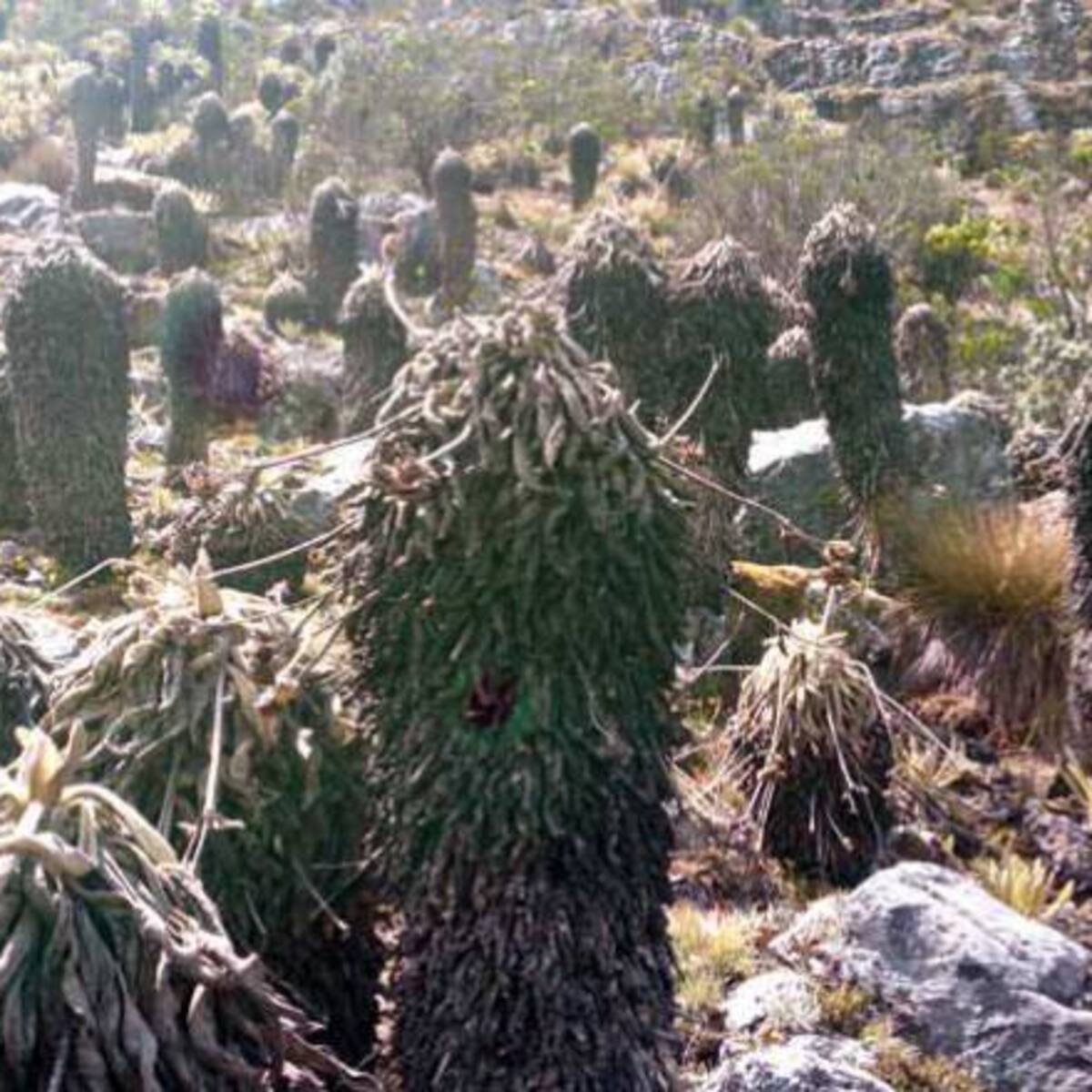 Incendio forestal destruyó alrededor de 10 hectáreas de Frailejón en Boyacá