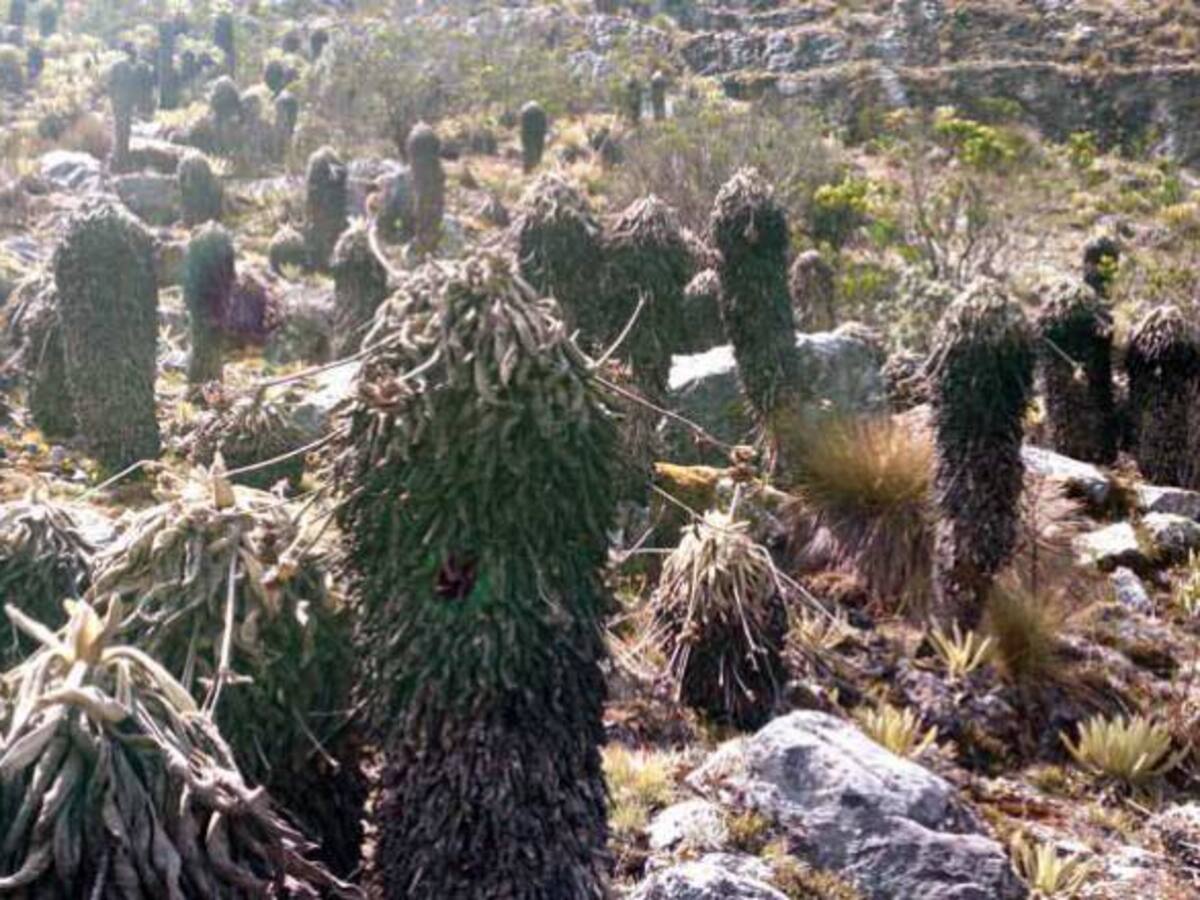 Alerta por polillas, hongos y escarabajos que afectan a los frailejones