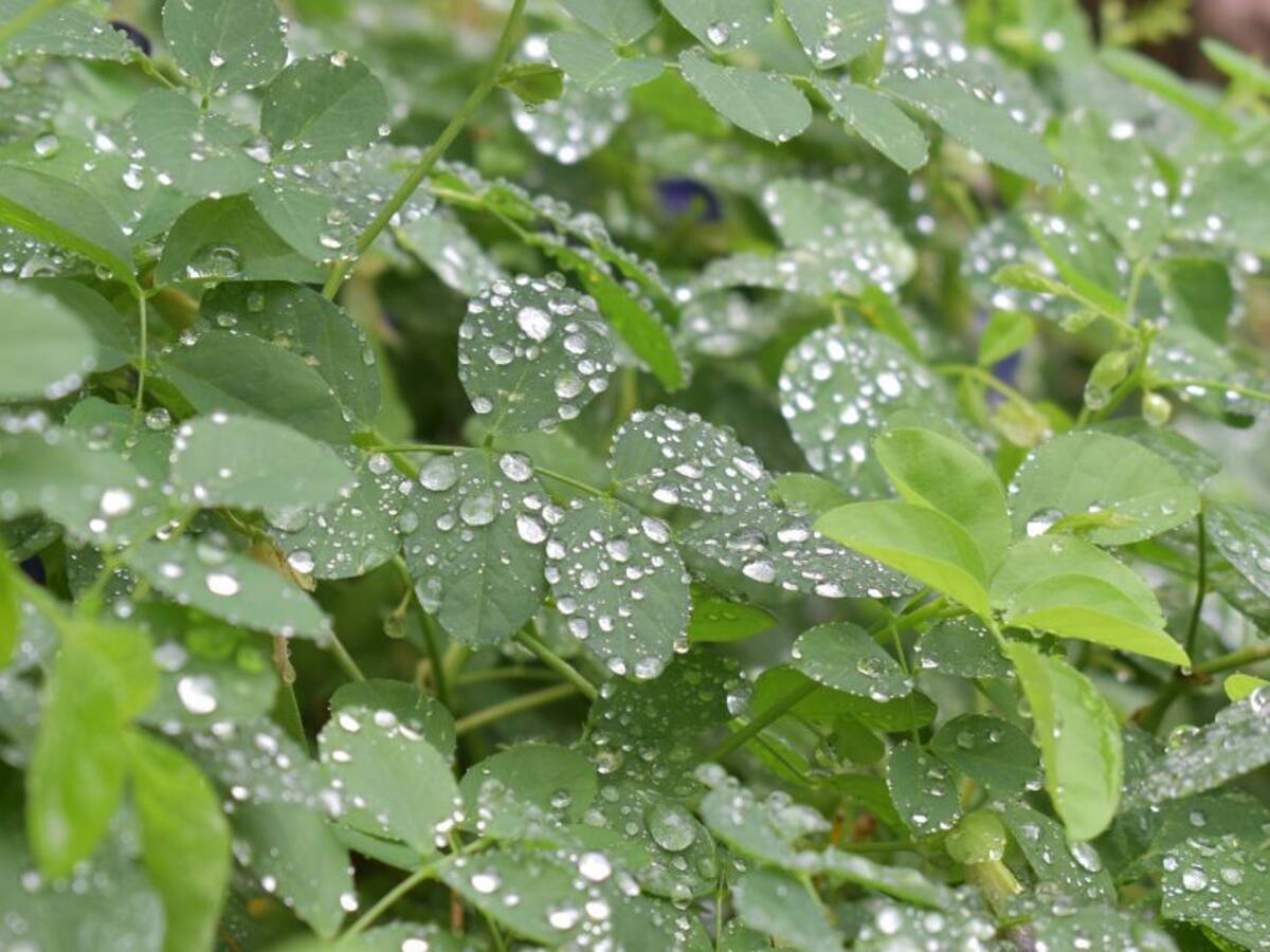 La magia de las plantas