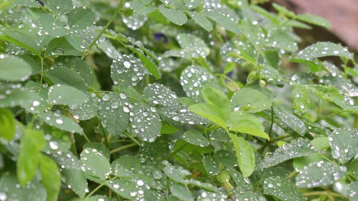 La magia de las plantas.