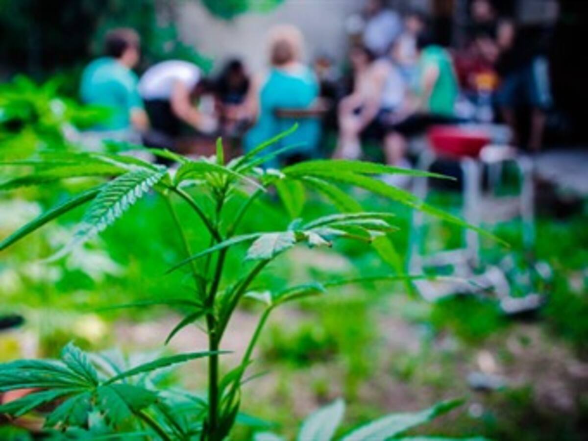 Uruguay hará llamado para producción industrial de marihuana