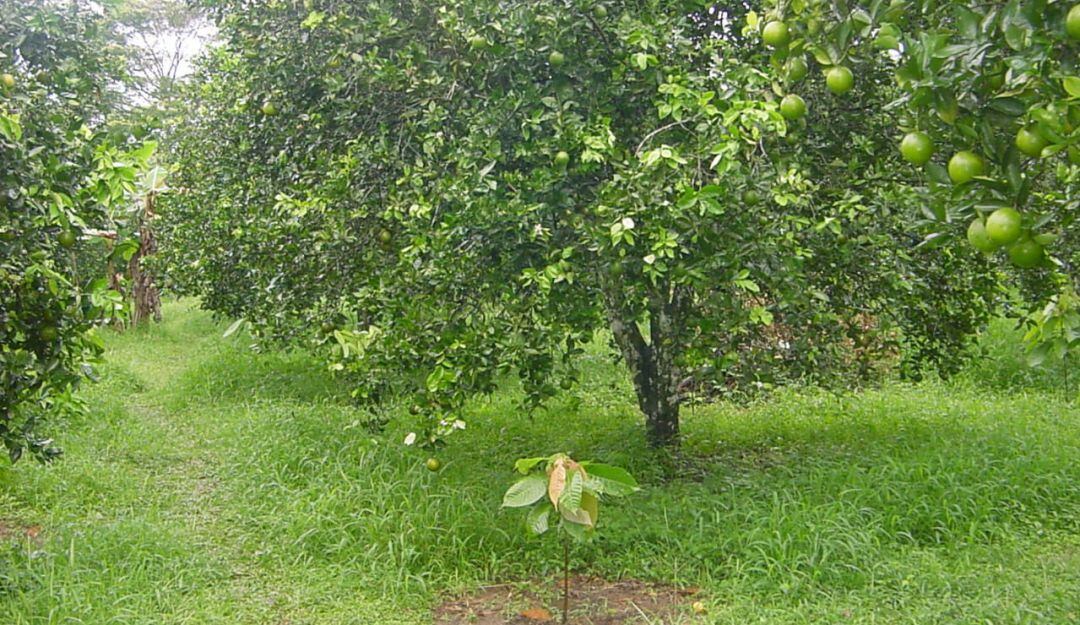 Cultivos agroecologicos. Unal.
