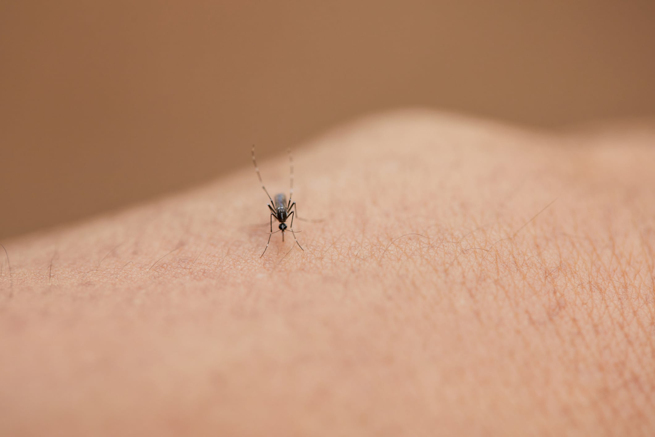 Mosquito. Foto: Getty Images