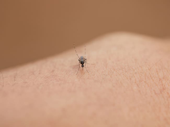 Mosquito. Foto: Getty Images