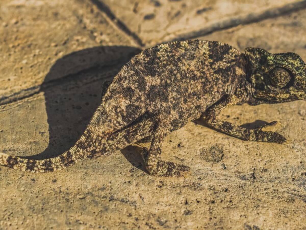 La adaptación es una de las formas que busca el cuerpo para sobrevivir