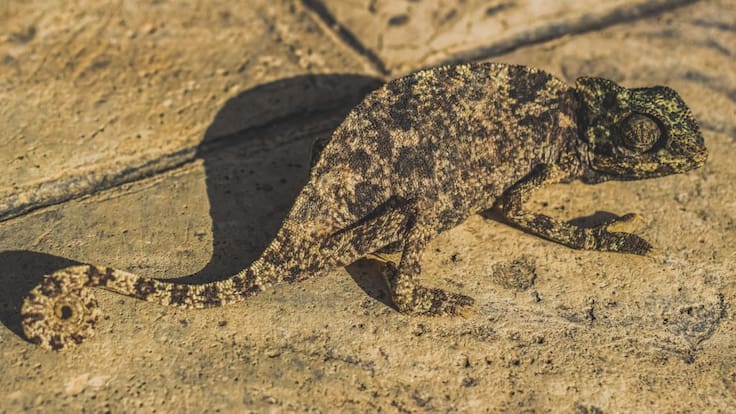 La adaptación es una de las formas que busca el cuerpo para sobrevivir.