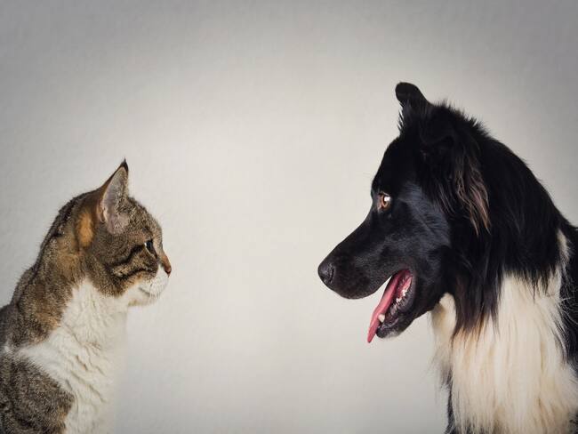 Convivencia entre perros y gatos - Getty Images