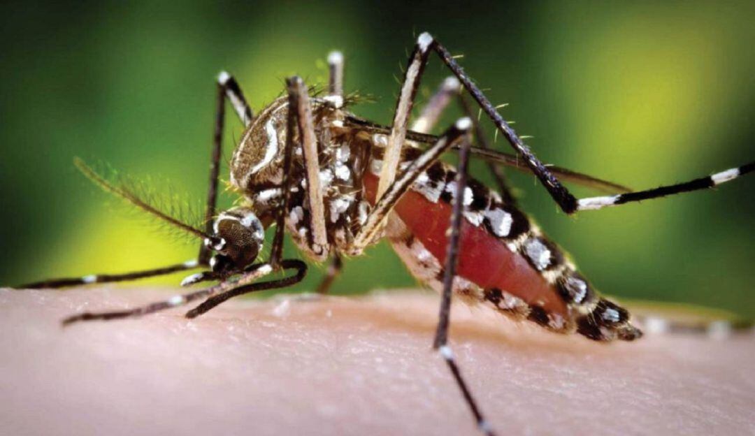 Mosquito aedes aegypti