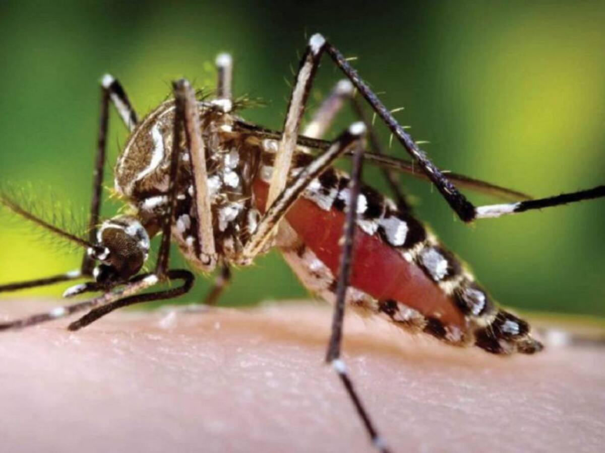 Distrito entrega recomendaciones para prevenir el dengue