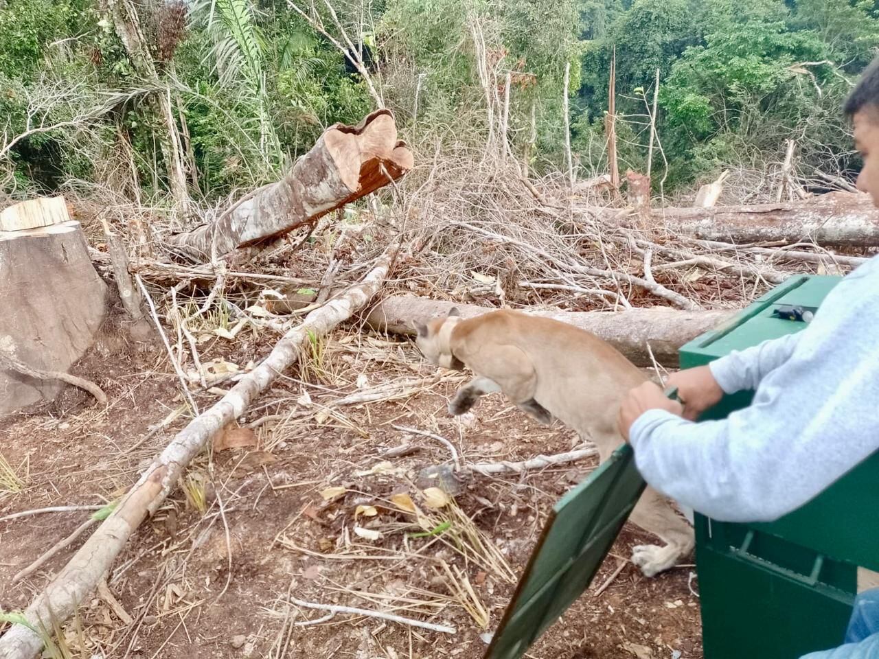 Pumas liberados en el Parque Nacional Natural Paramillo.