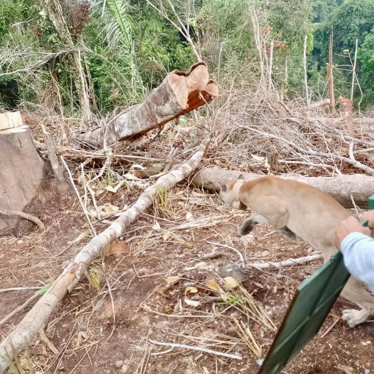 Dos pumas son liberados en el Parque Nacional Natural Paramillo, en el sur de Córdoba