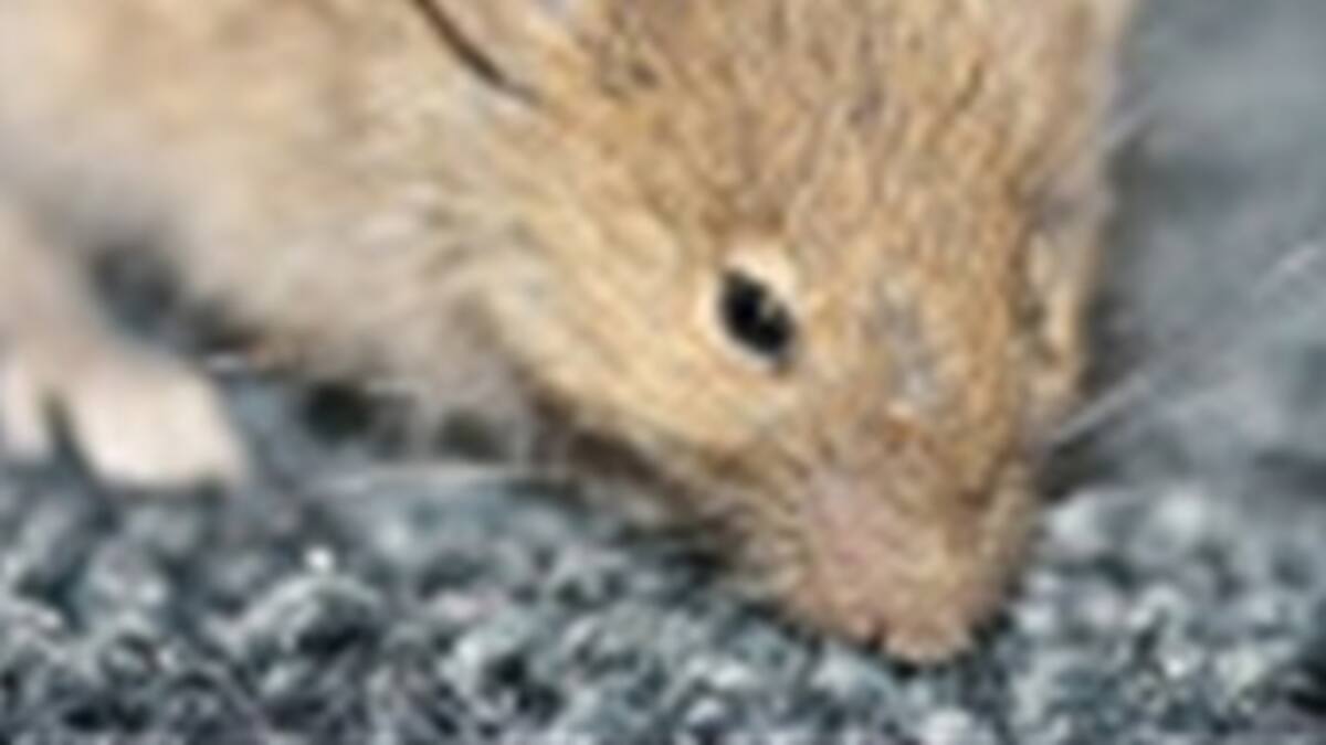 En Holanda las ratas Poirot y Magnum resolverán crímenes