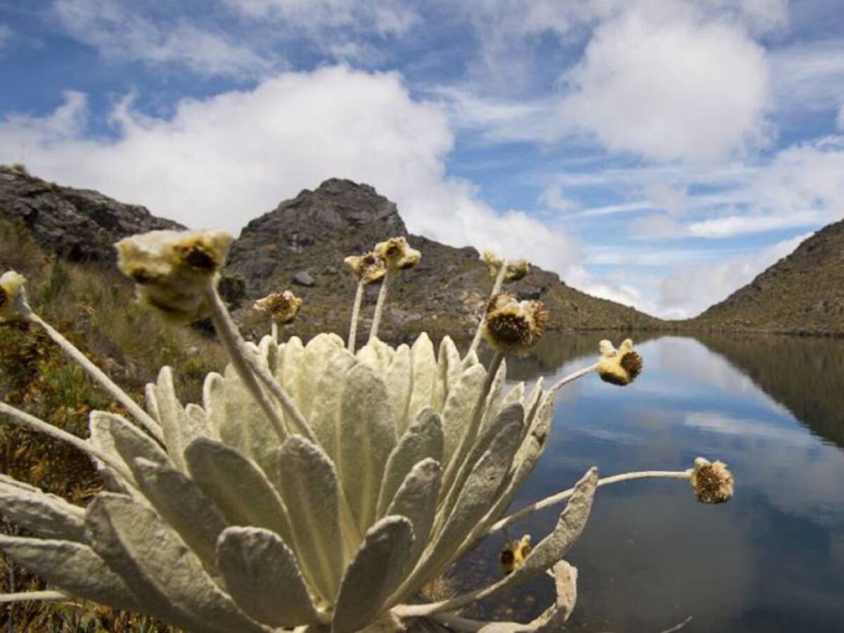 Bogotá y cinco departamentos firmaron alianza por el medio ambiente