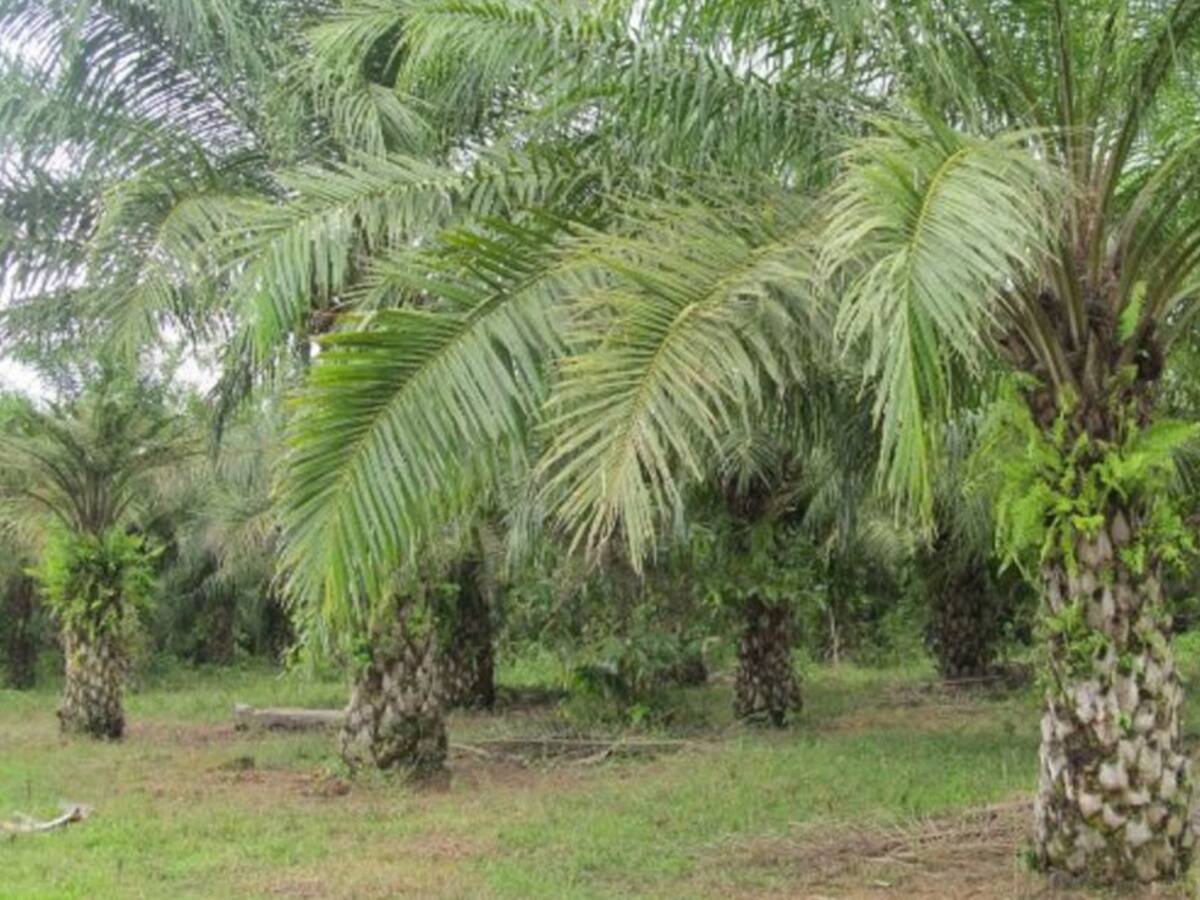 Productores de palma de aceite en Bolívar se capacitan con el ICA