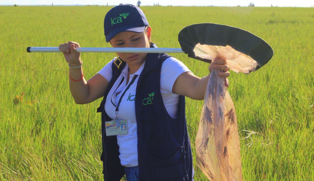 Control a langostas en cultivos