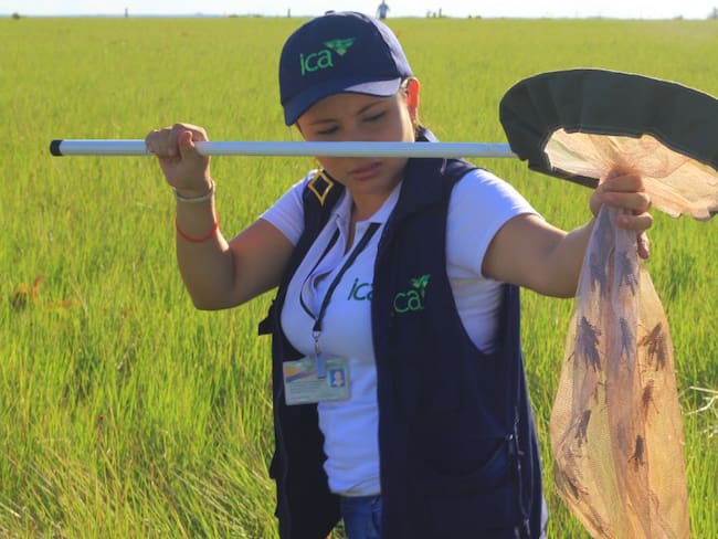 Control a langostas en cultivos