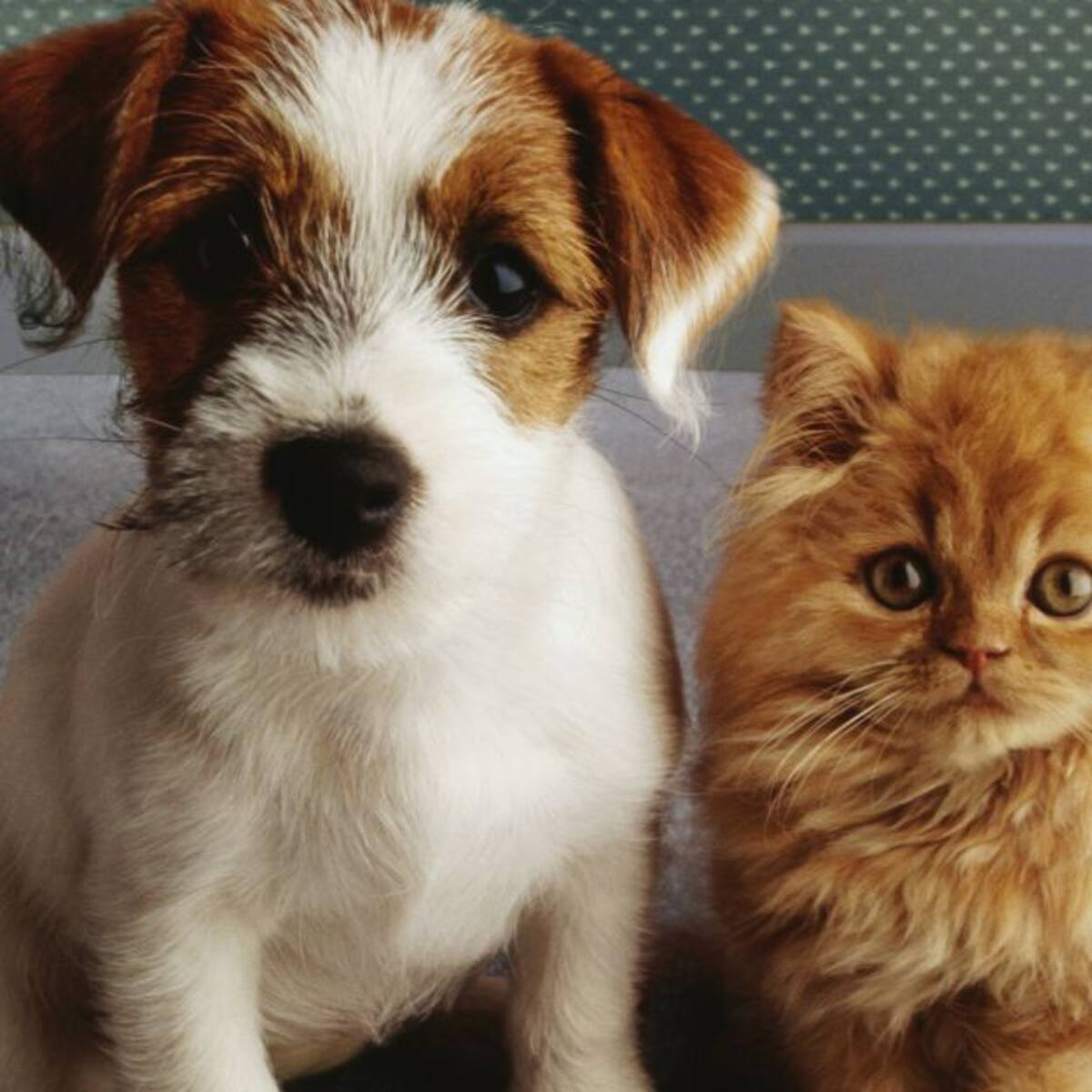 Prohiben venta de perros y gatos en tiendas de animales en Francia