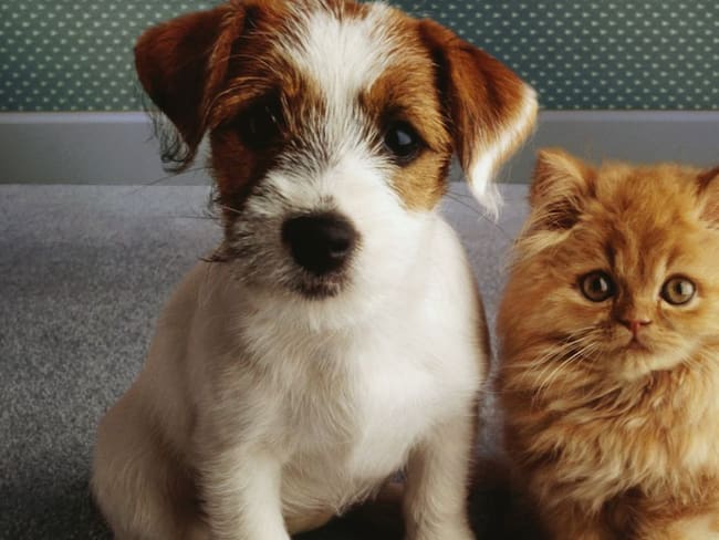 Francia prohíbe venta de perros y gatos en tiendas de animales