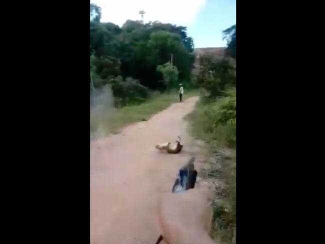 A sangre fría disparan contra especie y lo publican en redes sociales