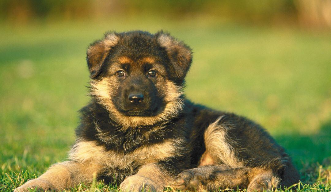Commander, el nuevo cachorro del presidente Biden