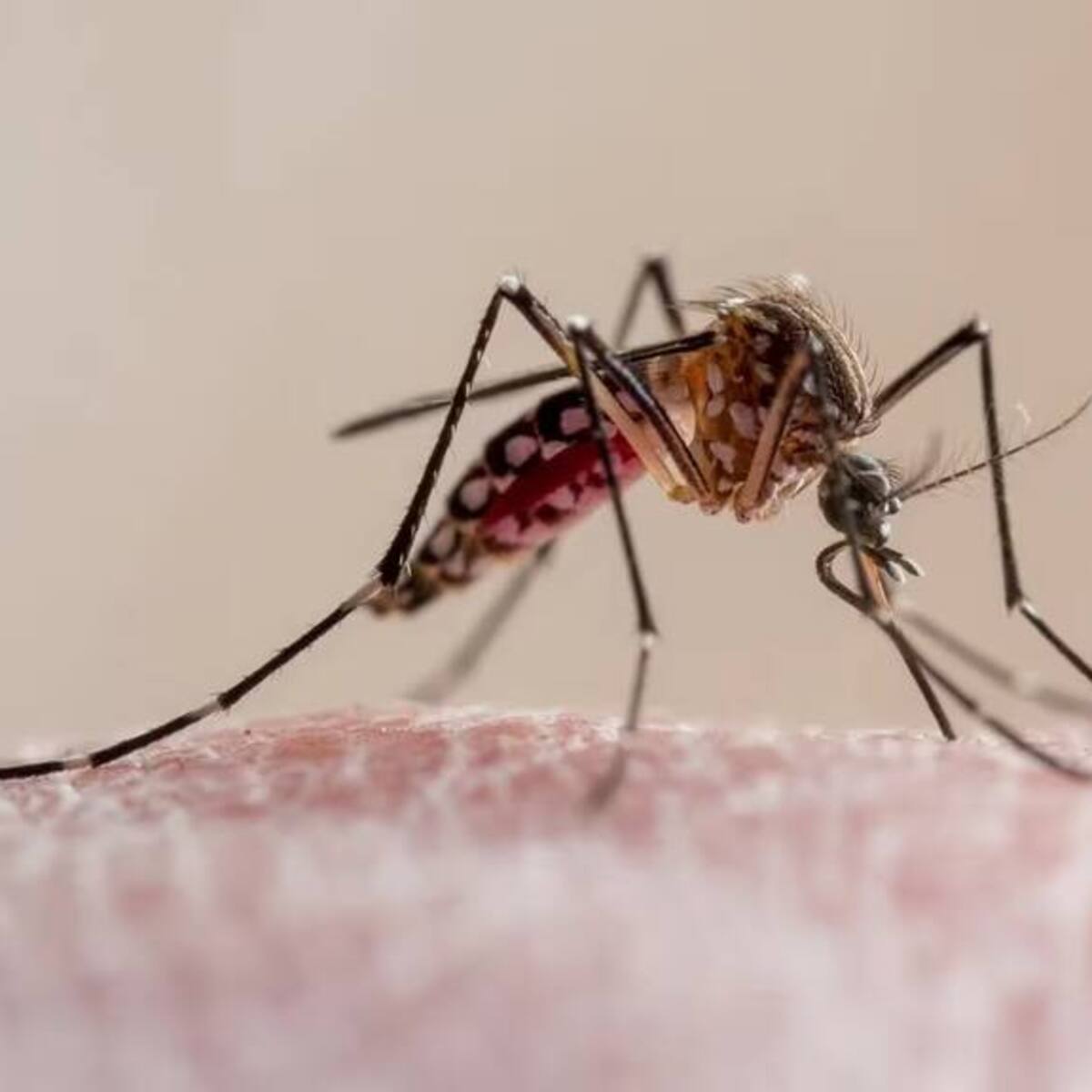 El 67% de los casos de dengue en Armenia no presentan signos de alarma
