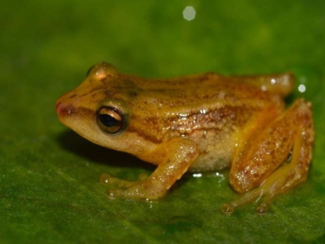 Descubren dos nuevas especies de ranas en el Parque Natural Chingaza