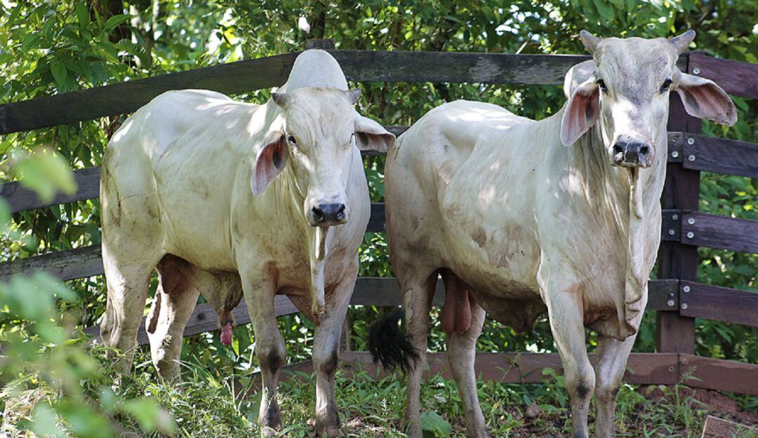 Imagen de referencia