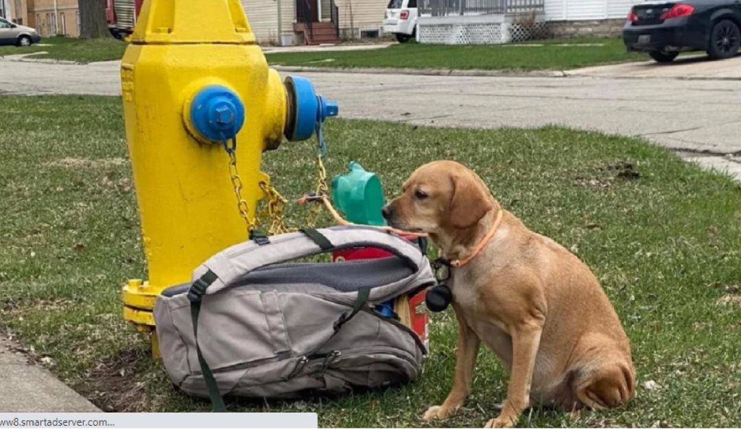 Abandonan a una perrita con sus juguetes y una carta de despedida