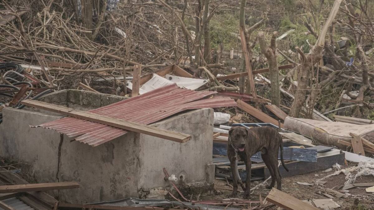 ¿Quién piensa en ellos? El drama de los animales en San Andrés y Providencia