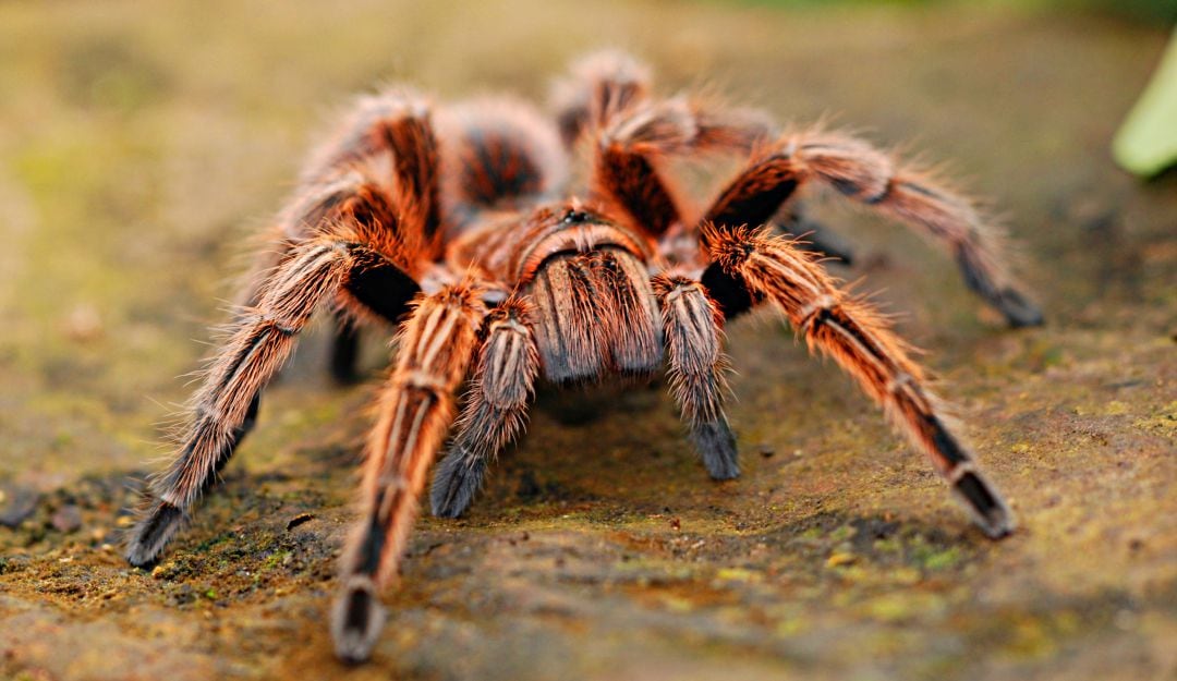 Impresionante invasión de arañas tiene aterrorizados a los australianos