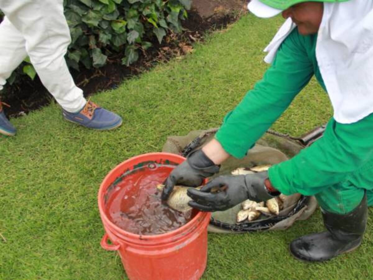 Más de 800 peces muertos en el Parque de Los Novios en Bogotá