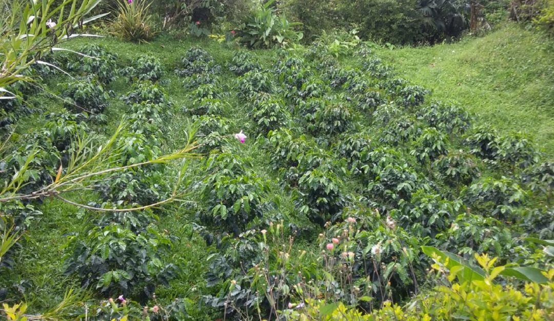 Renovación de cafetales en Caldas