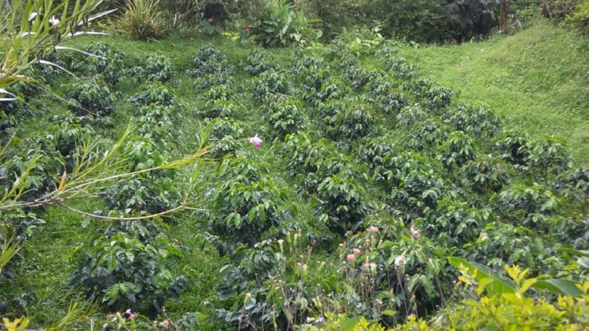 Fondo Nacional del Café invertirá $50 mil millones en fertilización de cafetales