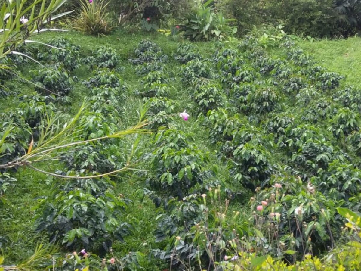 Fondo Nacional del Café invertirá $50 mil millones en fertilización de cafetales