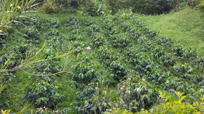 Renovación de cafetales en Caldas