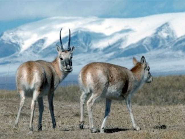El antílope tibetano alcanza los 200.000 especímenes tras rozar la extinción
