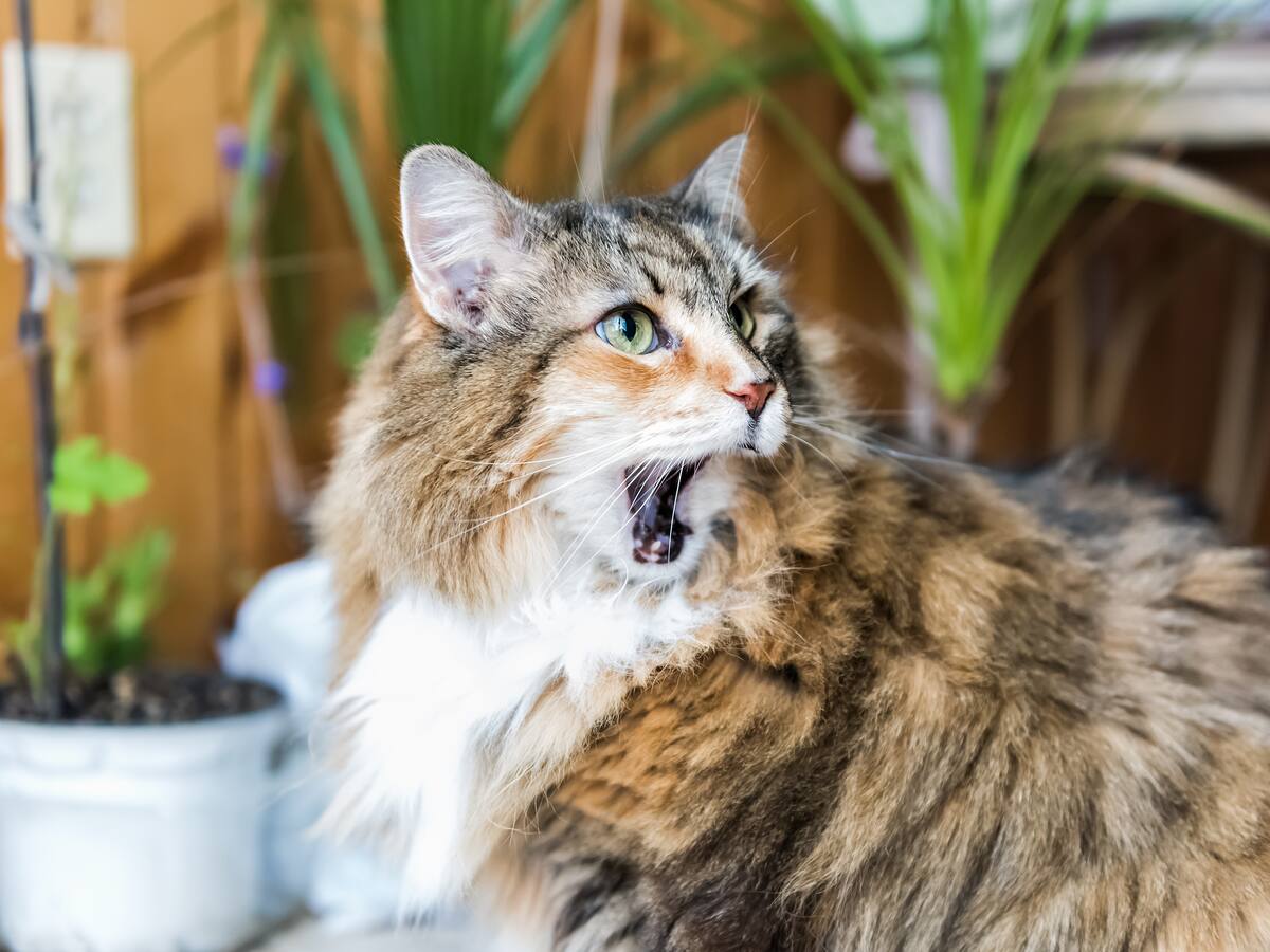 ¡Salga de dudas! Así puede saber si un gato es macho o hembra