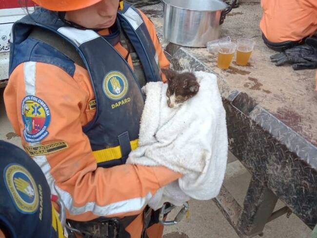 Más de 2 mil animales han sido rescatados tras emergencia en Dabeiba