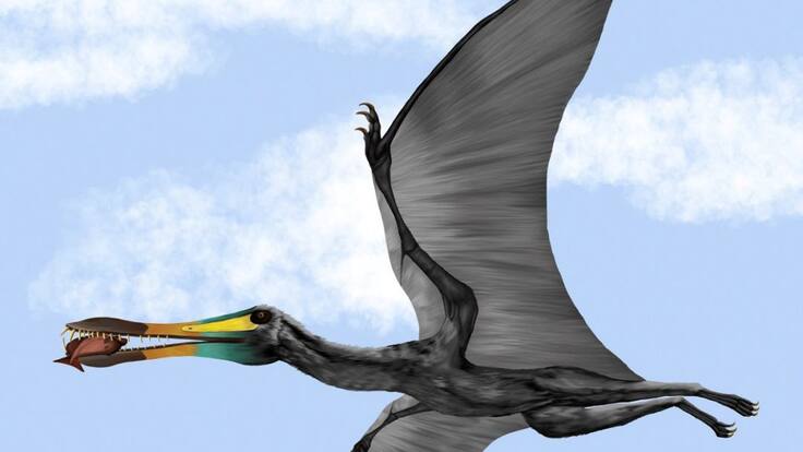 Hallan fósil de pterosaurio en Zapatoca