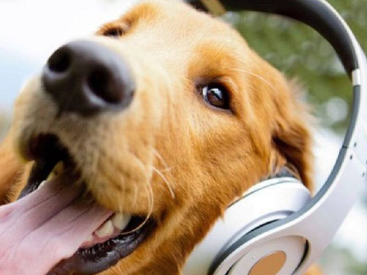 La música y las mascotas