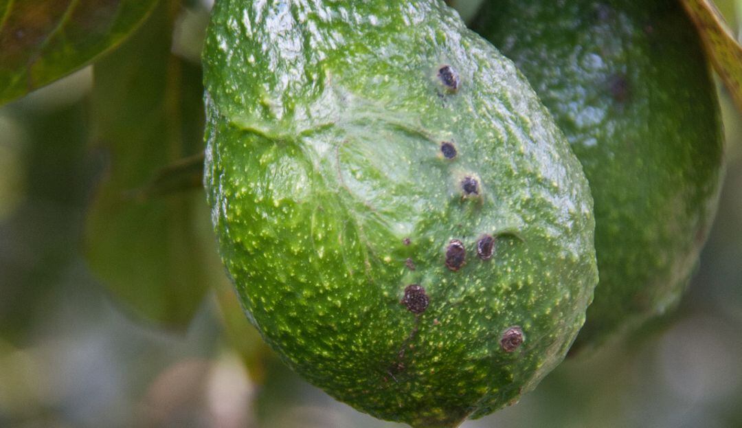 Curso sobre control de plagas se ofreceran de manera virtual