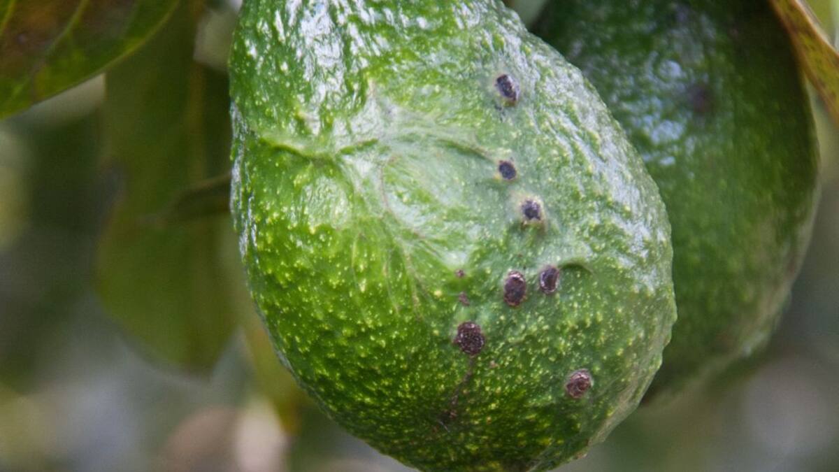 “Maratón virtual” para orientar a los productores desarrolla Agrosavia