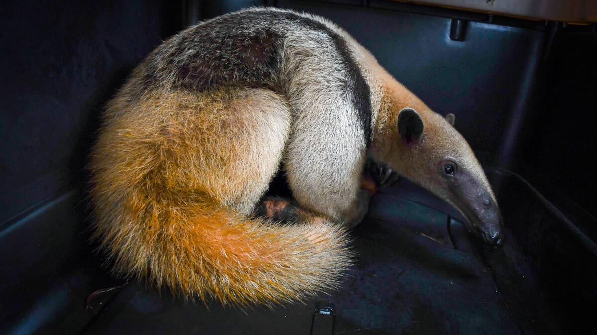 Un oso hormiguero atropellado volvió a su hábitat