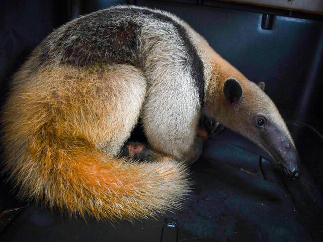 Un oso hormiguero atropellado volvió a su hábitat