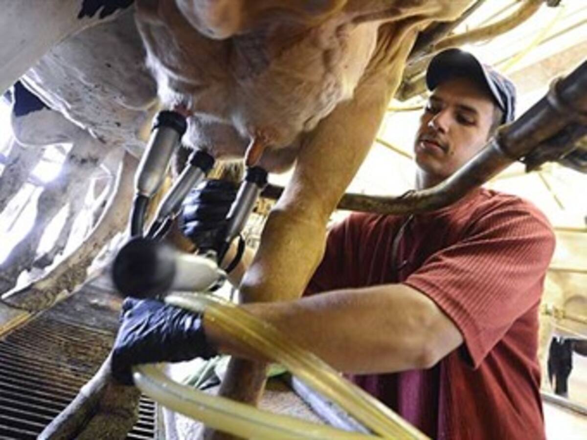 Colombia necesita industrializar su sector lechero: Mincomercio