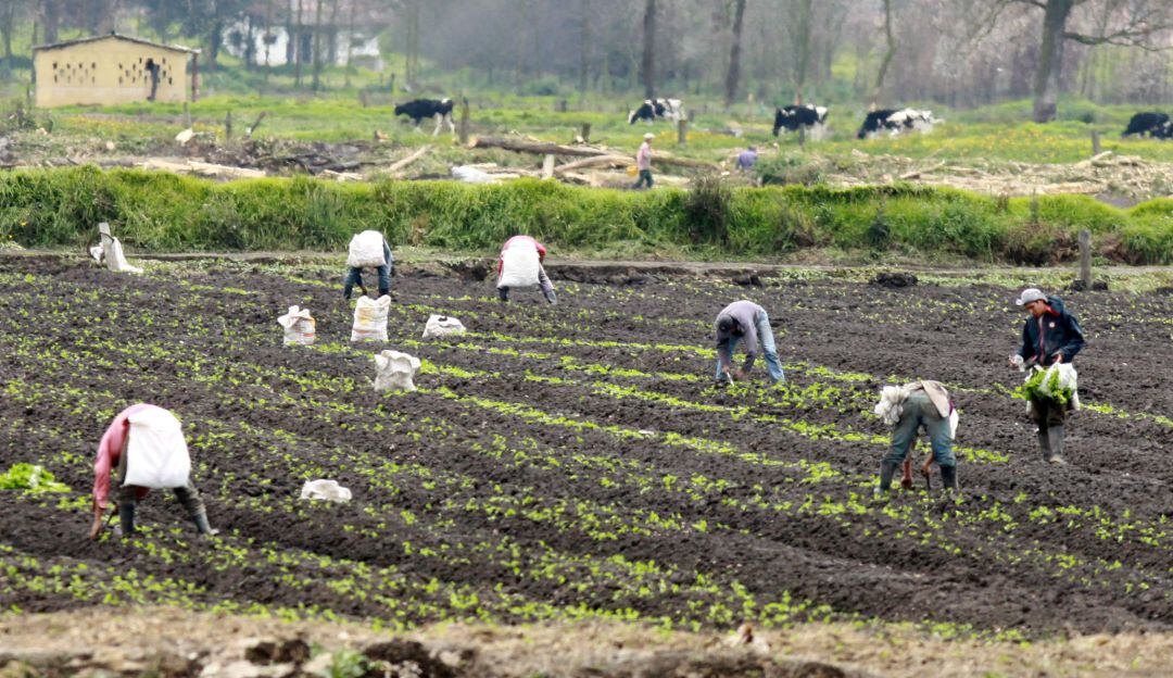Ayuda a los campesinos colombianos