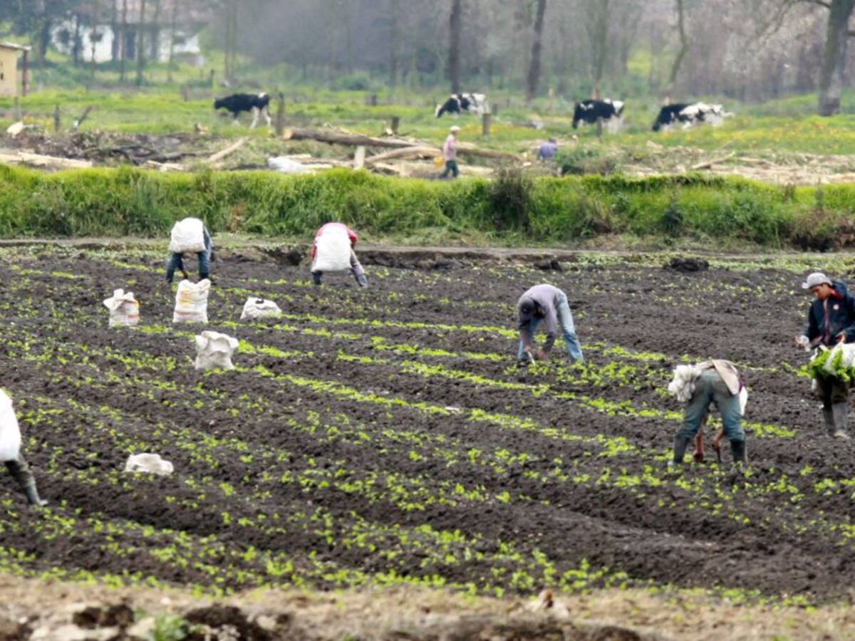 Lanzan plan de salvamento para los pequeños y medianos agricultores