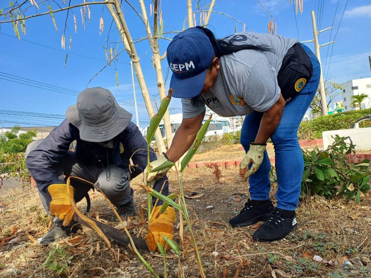 Actividades de poda y limpieza en Cartagena durante “Mes del Espacio Público”